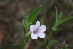 Ruellia stenophylla