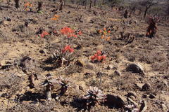 Aloe mudenensis