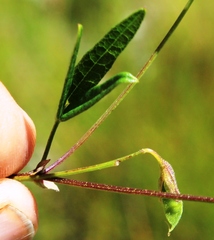 Rhynchosia leucoscias