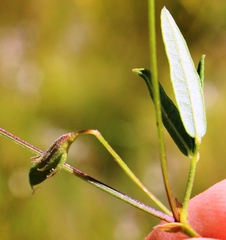 Rhynchosia leucoscias