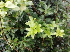 Archidasyphyllum diacanthoides