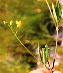 Rhynchosia leucoscias