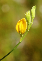 Rhynchosia leucoscias