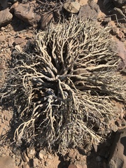 Euphorbia gariepina