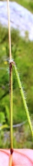 Tribolium brachystachyum