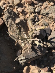 Euphorbia gariepina