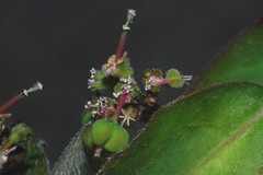 Euphorbia xalapensis