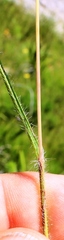 Tribolium brachystachyum