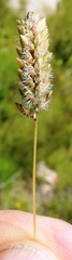 Tribolium brachystachyum