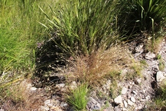 Tribolium brachystachyum