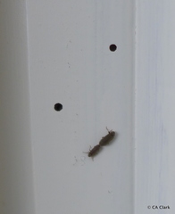 Anobium punctatum