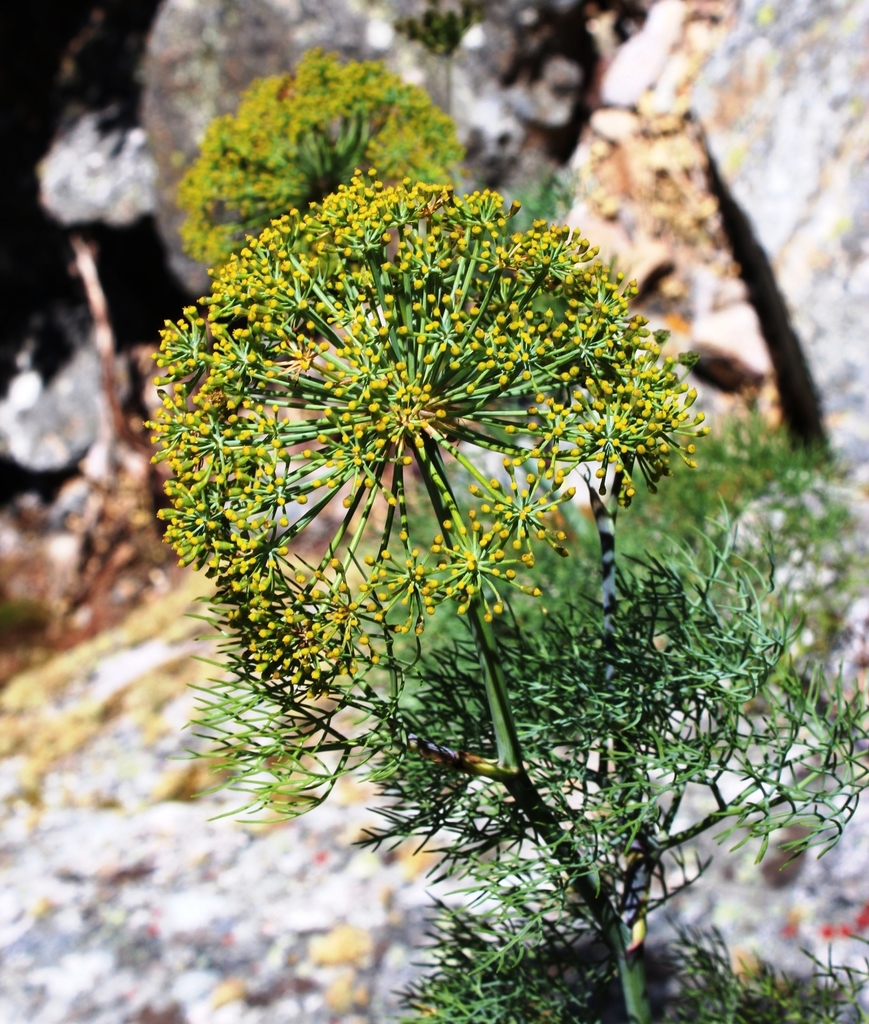 Grey Blisterbush