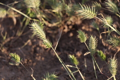 Eremopyrum orientale