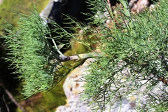 Notobubon capense