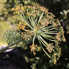 Notobubon capense