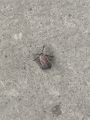 Lycorma delicatula