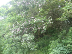 Dais cotinifolia