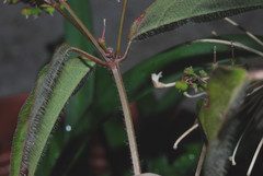 Euphorbia xalapensis