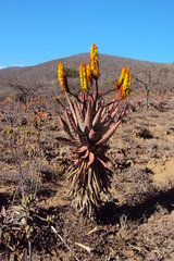 Aloe spectabilis