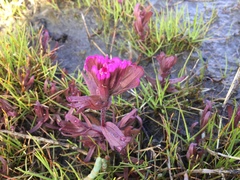 Castilleja ambigua humboldtiensis