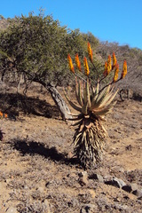 Aloe spectabilis