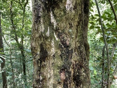 Coccoloba pubescens