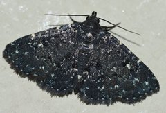 Metalectra tantillus