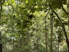 Coccoloba pubescens