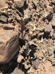 Pelargonium klinghardtense