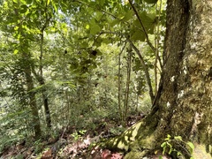 Coccoloba pubescens