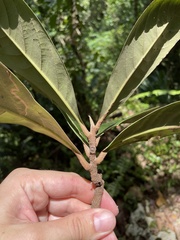 Ocotea cuneata