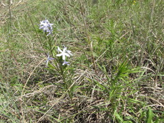 Amsonia ciliata