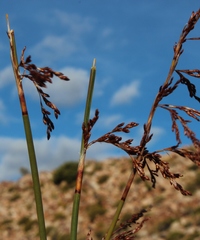 Rhodocoma fruticosa