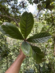 Ocotea cuneata
