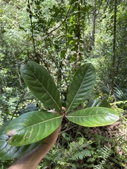 Ocotea cuneata