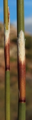 Rhodocoma fruticosa