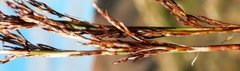 Rhodocoma fruticosa