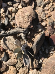Hartmanthus pergamentaceus