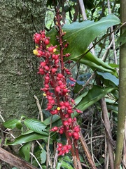 Renealmia aromatica