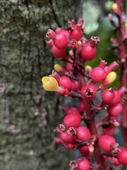 Renealmia aromatica