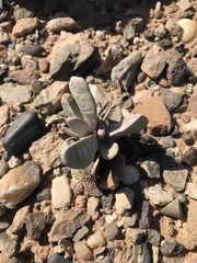 Hartmanthus pergamentaceus