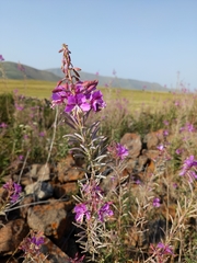 Chamaenerion colchicum