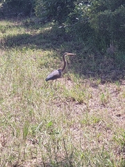 Egretta tricolor image