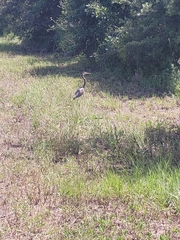 Egretta tricolor image