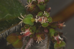 Euphorbia xalapensis