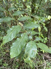 Casearia sylvestris