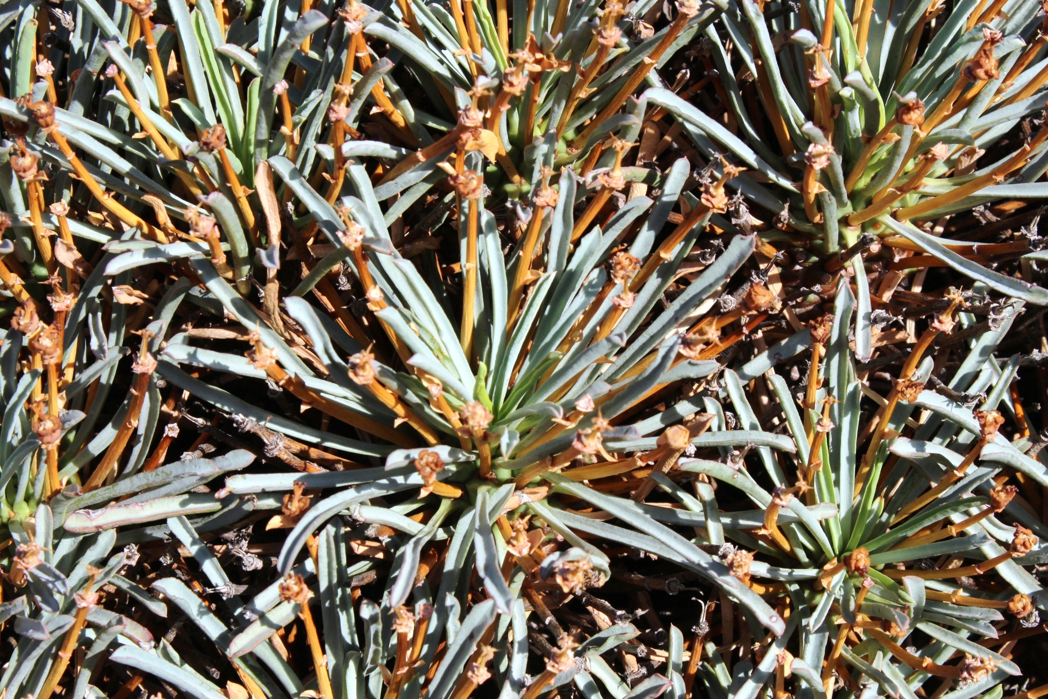 Euphorbia multifolia