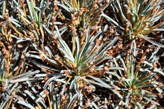 Euphorbia multifolia