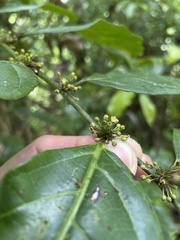 Casearia sylvestris
