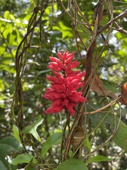 Neorudolphia volubilis